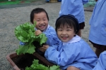 レタスの栽培・収穫（年少）の写真