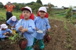 芋掘り（年中・年少）の写真
